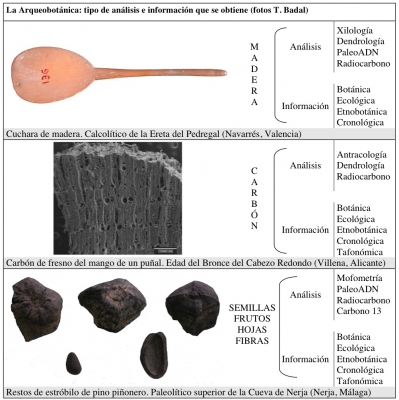 Arqueobotánica